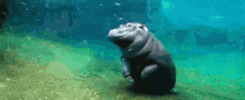 Hippo Front Flip GIF - Hippo Front Flip Animal GIFs