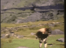 a cow is standing in a grassy field with a fence in the background