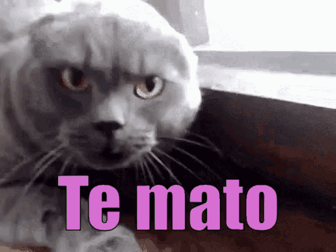 Gato-molesto-gif by nikelvin on DeviantArt