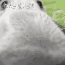 a close up of a cat 's face with the words `` hey guys '' written on it .