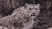 looking around snow leopards101 blink big cat stare