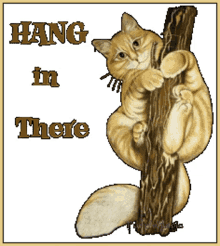 hang in there cats kittens cute adorable