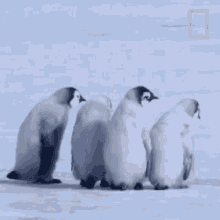 What Is It National Geographic GIF - What Is It National Geographic A Young Penguins First Plunge GIFs