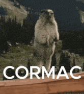 Cormac GIF - Cormac GIFs
