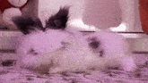a black and white rabbit is laying on its back on a purple carpet
