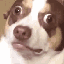 Funny Animals Dog GIF - Funny Animals Dog Wut GIFs