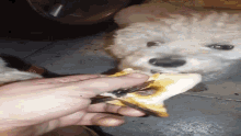 a person is feeding a white dog a piece of food