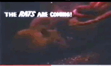 The Rats Are Coming The Werewolves Are Here GIF - The Rats Are Coming The Werewolves Are Here GIFs