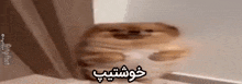 a dog is sitting on a table with a foreign language written on it