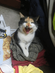 Scaredcat Angrycat GIF - Scaredcat Angrycat Ungrycat GIFs