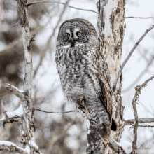 Owl New GIF