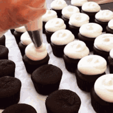 Cupcakes Frosting GIF