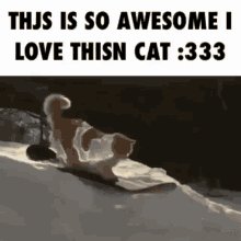 Cate Snowboard GIF - Cate Cat Snowboard GIFs