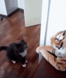 Cat Punch GIF - Cat Punch Tiger GIFs