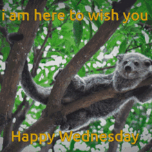 I Am Here To Wish You Happy Wednesday Binturong GIF