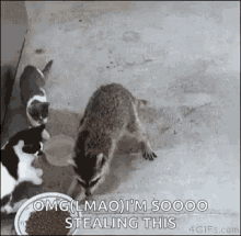 Raccoon Steal GIF