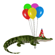 crocodile chomping birthday balloons bite