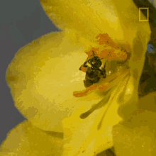 bee fighting insect pollinator pollen