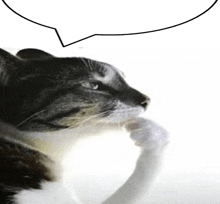 a cat is scratching its paw with a speech bubble above it .
