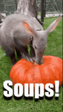 Aardvark Soups GIF - Aardvark Soups Sniff GIFs