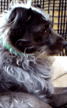 a black and white dog with a green collar