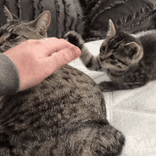 kitten pets