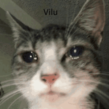Vilu GIF - Vilu GIFs