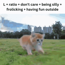 Cat Silly GIF - Cat Silly Ratio GIFs