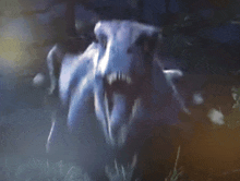 a close up of a cow 's skull with its mouth open in the grass .