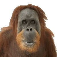 a close up of an orangutan with a beard on a white background