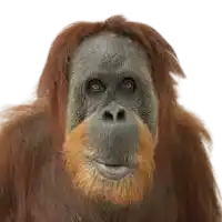 a close up of an orangutan with a beard on a white background