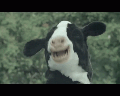 boo-cows.gif
