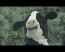 Boo Cows GIF - Boo Cows GIFs