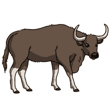ox kouprey grey ox