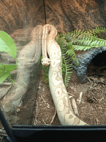 Nanner Snake GIF - Nanner Snake Ball Python GIFs