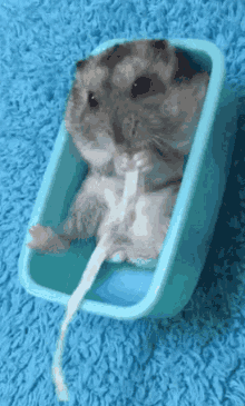 Baby Heng Heng Sussy Hamster GIF