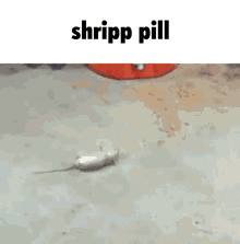Shripp Shrippdipp GIF