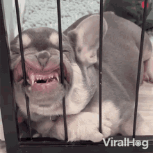 Sleeping Viralhog GIF - Sleeping Viralhog Slumber GIFs