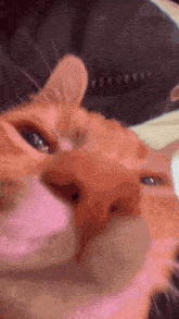 Cat Orange Cat GIF