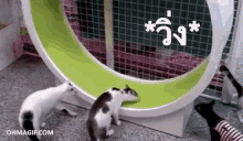 แมว วิ่ง แข่ง GIF - Cats Run Hurry GIFs