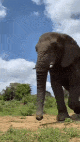 Elefante GIF - Elefante GIFs