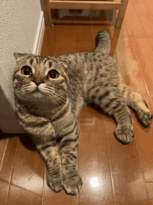Who Cat Is Thid GIF - Who Cat Is Thid GIFs