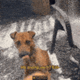 a brown dog is standing next to a white dog in a blurry photo .