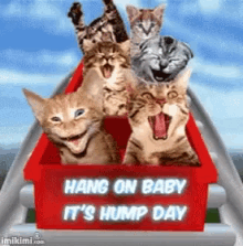Cats Hang On Baby Its Hump Day GIF - Cats Hang On Baby Its Hump Day GIFs