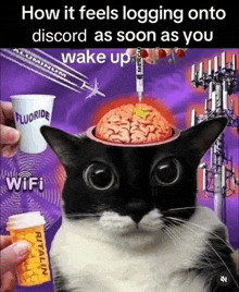 a picture of a cat with a bottle of ritalin in front of it