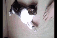 Take This And Put It Riigghht Here GIF - Cat Pet Grab GIFs