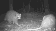 Opossum Vs Curious Raccoon Viralhog GIF