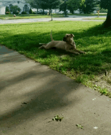 a dog is flying through the air while laying on the ground
