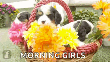 morning puppies flowers cute morning girls