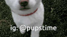 a white dog with a red collar is standing in the grass with the caption ig @pupstime